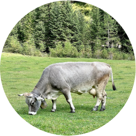 the cow is grazing in the meadow